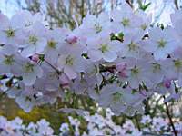 pr yedoensis caroline.JPG